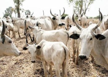 Food production: Agric Commissioner reveals staggering number of cows slaughtered daily in Lagos