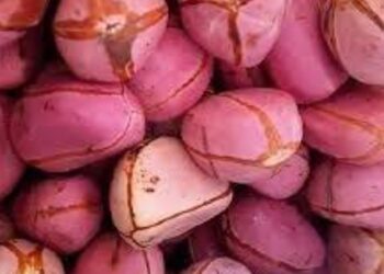 2026 Hajj: Kano warns pilgrims against taking kola nut to Saudi Arabia