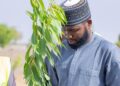 10m Trees Campaign: Kano govt opens application for seedlings