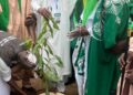 GGW Day: Nigerian govt launches 2026 tree planting exercise in Kano, urges governors to join campaign