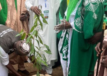 GGW Day: Nigerian govt launches 2026 tree planting exercise in Kano, urges governors to join campaign