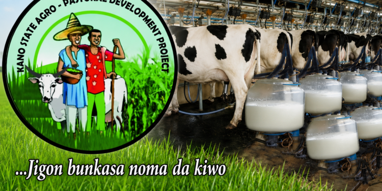 KSADP establishes 98 milk collection centres in 13 Kano LGAs – Official