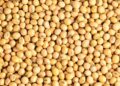 Exporting raw soybean costs Nigeria billions –  NEPC
