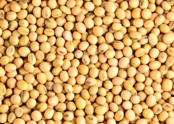 Exporting raw soybean costs Nigeria billions –  NEPC