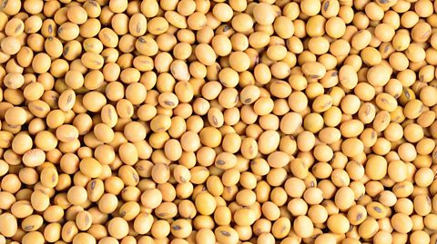 Exporting raw soybean costs Nigeria billions –  NEPC
