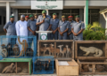 Kano/Jigawa Customs arrest 3 suspects with trafficked wildlife along Daura/Kano axis