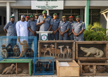 Kano/Jigawa Customs arrest 3 suspects with trafficked wildlife along Daura/Kano axis