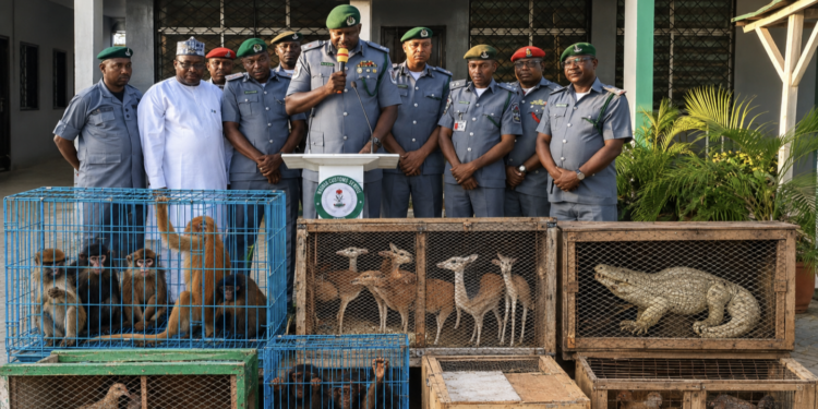 Kano/Jigawa Customs arrest 3 suspects with trafficked wildlife along Daura/Kano axis